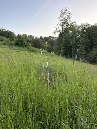 Foto treephoto-afk4q5b9p7176rgxn6xdrbpg.jpeg