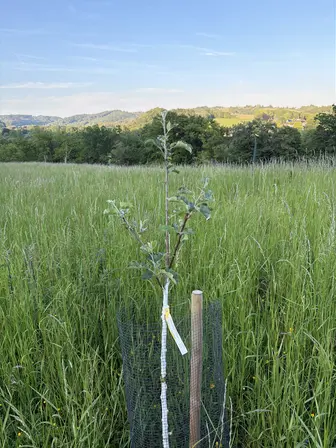 Foto treephoto-cx6citrtaq784s2marxiuwjl.jpeg