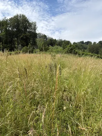 Foto treephoto-jtpvc8kxwu823lysdu9k07g8.jpeg