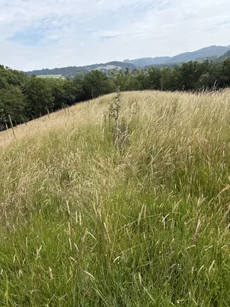 Foto treephoto-pfismjdxl9l8fv5xcv062vrh.jpeg