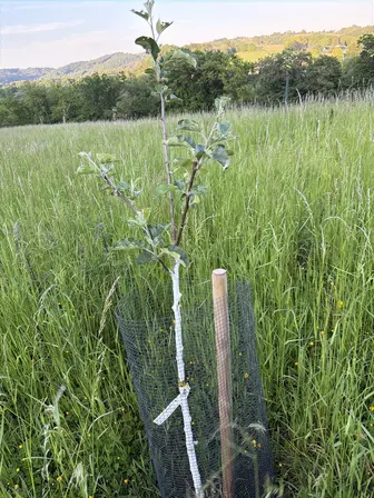 Foto treephoto-yclgzu2fvf8ql1d6tus8forx.jpeg