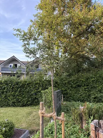 Foto treephoto-ehhi1srqm32aglalv0ouwou3.jpeg