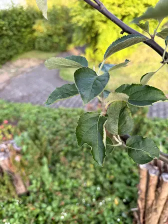 Foto treephoto-lbzbmzsfymp6tos8rf8eaeo4.jpeg