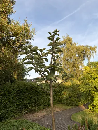 Foto treephoto-lrhhrp179de0j84hfl50qayc.jpeg