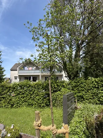 Foto treephoto-nt3d25qhvvwdlktiue8ihl0h.jpeg