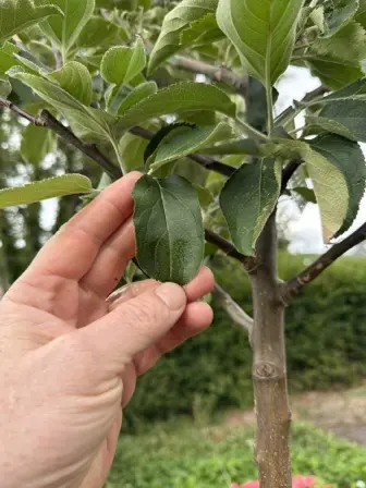 Foto treephoto-p3l0yog20y3ocb40yfojfjwy.jpeg