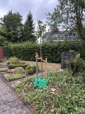 Foto treephoto-qynm0ia3phkgx4hj71w5j5mh.jpeg