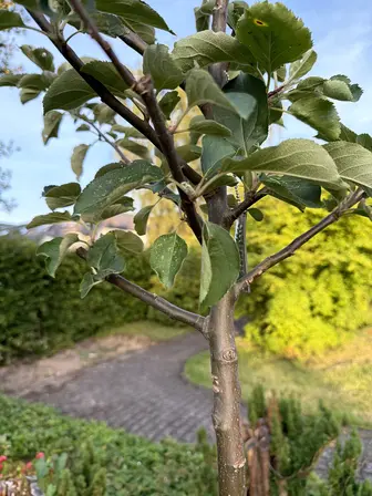 Foto treephoto-w7yuk847308ngnngtrhniwn5.jpeg