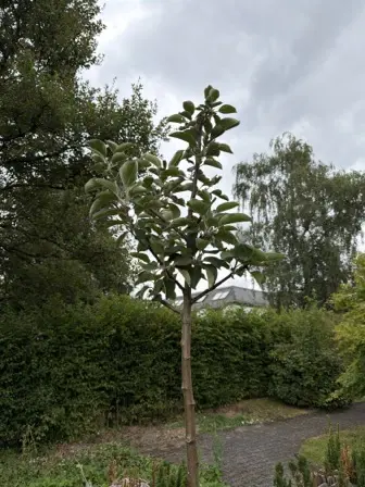 Foto treephoto-y7c39jamy6ubc7wmkc4v6198.jpeg