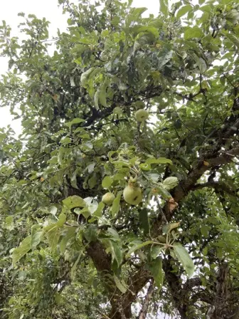 Foto treephoto-ceqkoqrc8oo4qweqhdcb36dx.jpeg