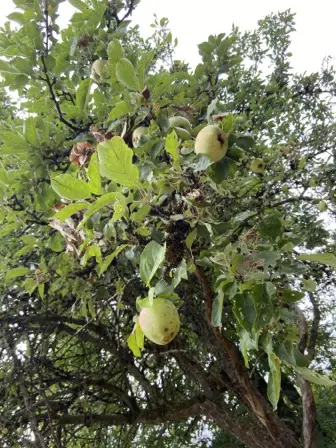 Foto treephoto-cevxtfw5u43w4wvtd7qbz2jg.jpeg