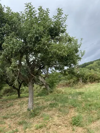 Foto treephoto-dtj023yb3jg7xi5oxhbreo09.jpeg
