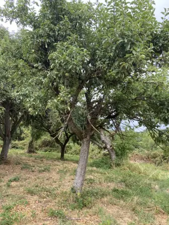 Foto treephoto-n5yrc48b5chf6a9vgdre9x8x.jpeg