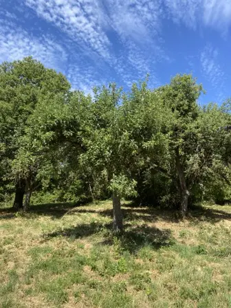 Foto treephoto-piadlxbxe442ltmu10w6x83d.jpeg