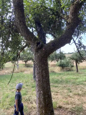 Foto treephoto-q1tmp9ycvggcd9oxfrrws9ro.jpeg