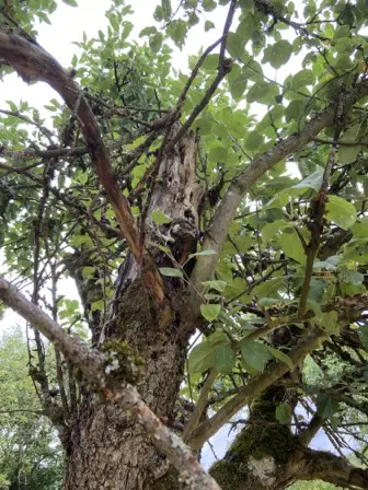 Foto treephoto-qf05ad4nvt3d6ezqjg23tne2.jpeg