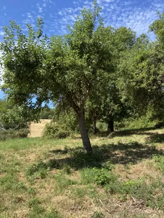 Foto treephoto-u0yexqadxxrvel4nnk0wudrs.jpeg