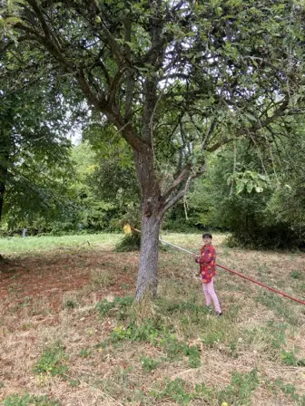 Foto treephoto-uc2dd6291i85zvo1g7z3nava.jpeg