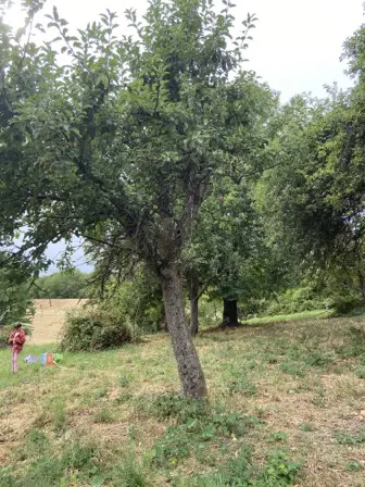 Foto treephoto-v4akfkb0gnsoqzmvumck9kej.jpeg