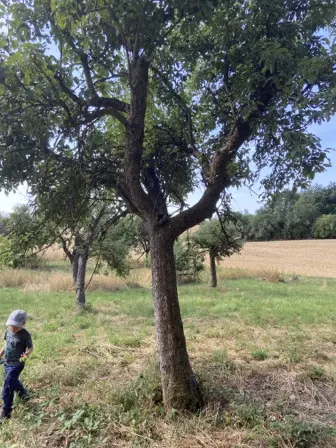 Foto treephoto-x3aqn53o54mc98eaccpkyqns.jpeg