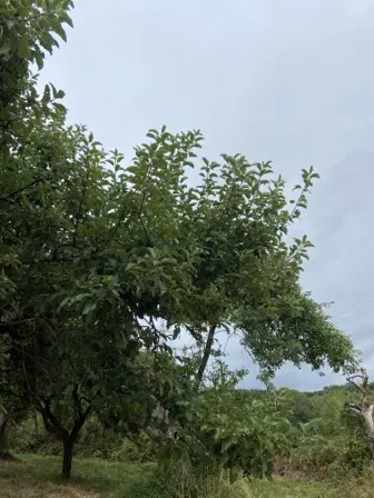 Foto treephoto-xjrg631lb5pmpetu2o5kbut0.jpeg