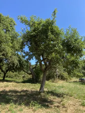 Foto treephoto-xql91c9sokx2hc9wkftbz5gh.jpeg