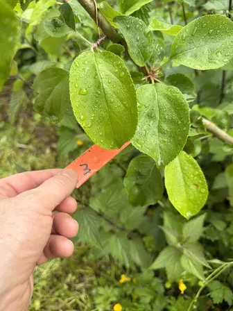 Foto treephoto-dcqu9oaibjznomib3cjjnkyw.jpeg