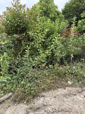 Foto treephoto-gc6l8uknohe7kd256qec1hws.jpeg