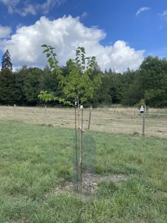 Foto treephoto-k14bpfjzubvtmv4sxawghicq.jpeg