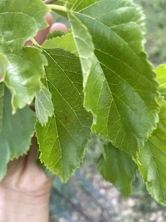 Foto treephoto-yp15rnnck31ra47djqvllx3t.jpeg