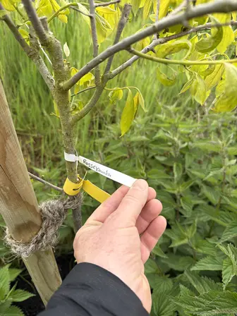Foto treephoto-ov48hldktfborh1qku6f7zjw.jpeg