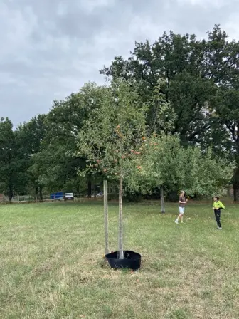 Foto treephoto-q32bnn1w03d52r8zzh8cgr7p.jpeg