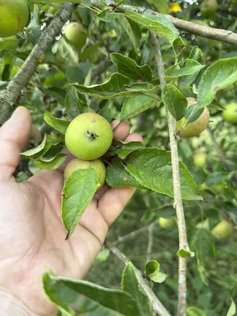 Foto treephoto-bolckwk69w3fj0eng92k10u2.jpeg