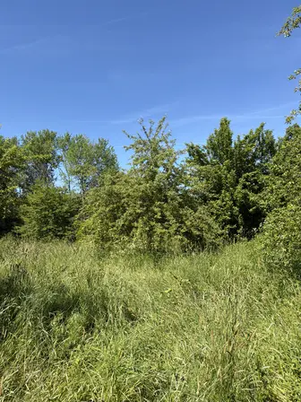 Foto treephoto-cepn1m3yvgnmoljjllztsb2e.jpeg