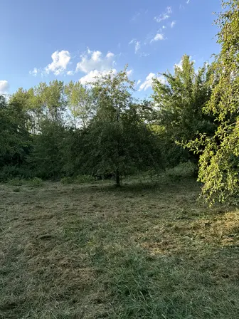Foto treephoto-ic6z8cgubnd89tnsoibxwbfs.jpeg