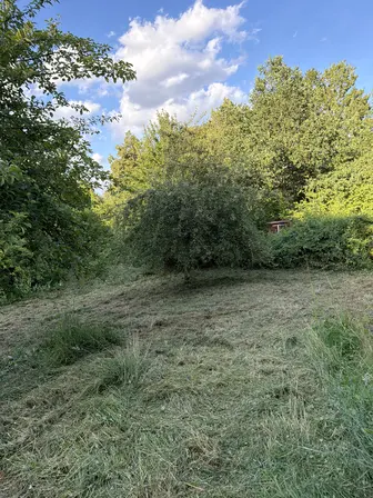 Foto treephoto-o577wt2tqkejf7qc6asttwsn.jpeg