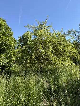 Foto treephoto-ow3ifwqnv0fpq88jiglcgxhg.jpeg