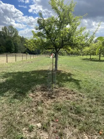 Foto treephoto-ulhc6egh9toj0poy24d8cr7c.jpeg