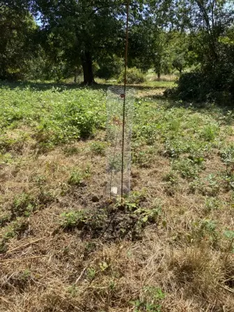 Foto treephoto-ee3l7r929crxu2kaygex1rkz.jpeg