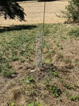 Foto treephoto-p1jdqwyqqcvyogarp28nzuk5.jpeg