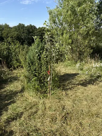 Foto treephoto-cbfax4l0188096egjw95wdgn.jpeg
