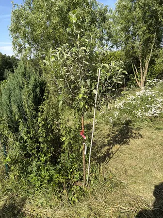 Foto treephoto-erjksu71cxxdzahci6pojomt.jpeg