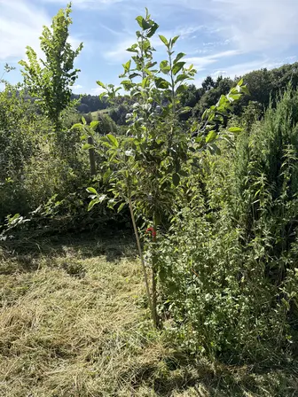 Foto treephoto-rv8j8g3g8ocrd0yei4p9m46d.jpeg