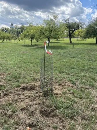 Foto treephoto-cbyfn9tutqtszihh4rcpzr1z.jpeg