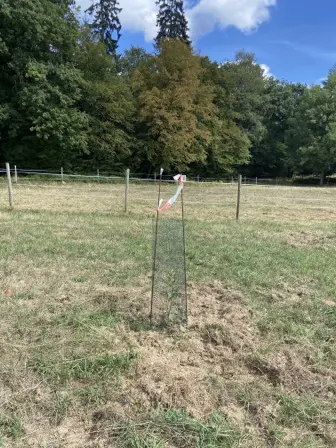 Foto treephoto-g228gzv4i3f4l4zbes1sqvsa.jpeg