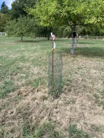 Foto treephoto-uh3tyfr4t36jnpq2kq8ah37k.jpeg