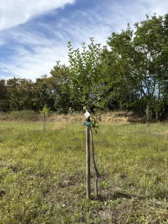 Foto treephoto-di9twa2enpdjhkso6497yxgf.jpeg