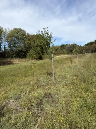 Foto treephoto-nc995zgd7isqr2j5t05rm1uk.jpeg