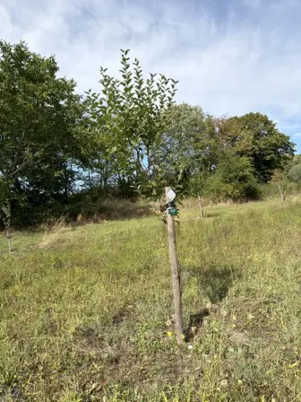 Foto treephoto-s5kgftpfm6egiog3erp6qpx7.jpeg