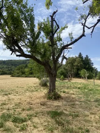 Foto treephoto-ioinpclet636ait10jqtt9fv.jpeg